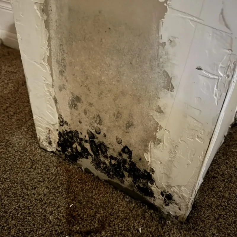 Professional Mold Removal in Merriam Woods, MO
